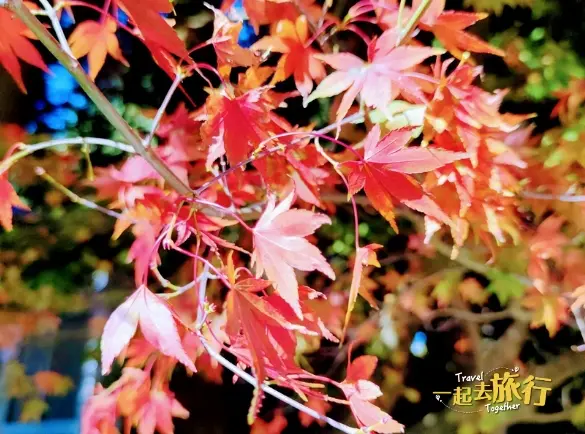 台中》福壽山賞楓+合歡溪步道健走 3天 (11月限定)