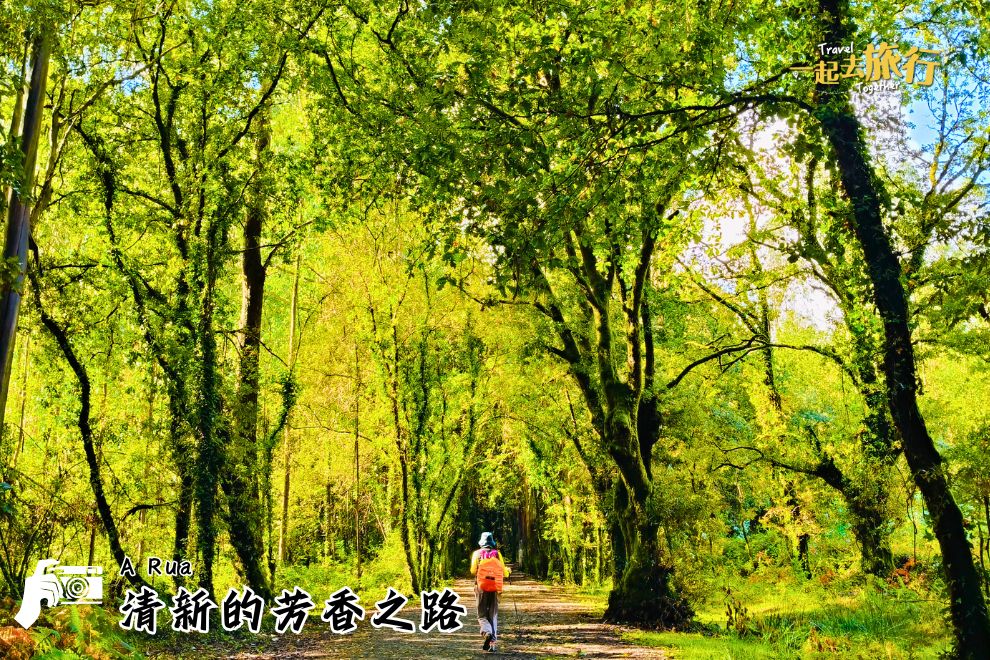桉樹林小徑