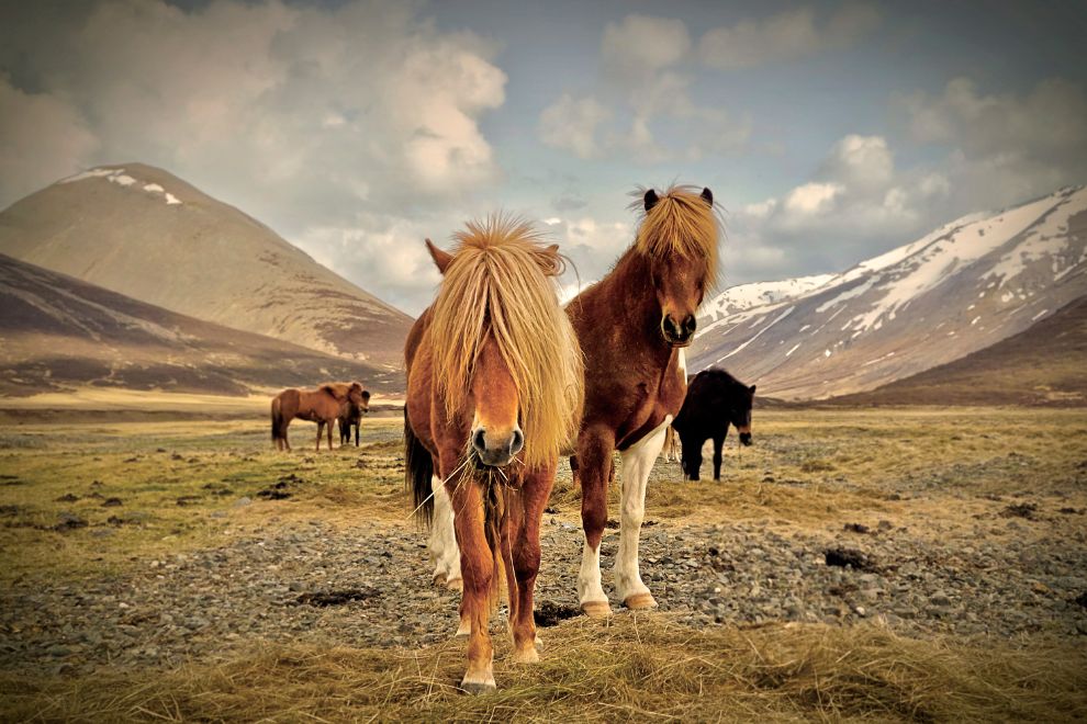 Icelandic Horse